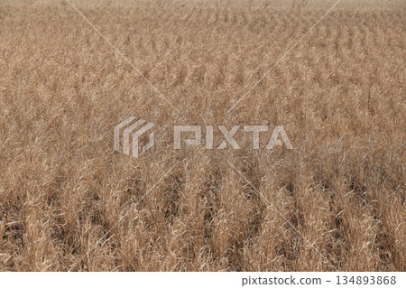 稻田景色，第二茬稻子已經枯萎。 134893868