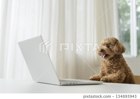 A toy poodle looking at a laptop screen - Telework/working from home image 134893943