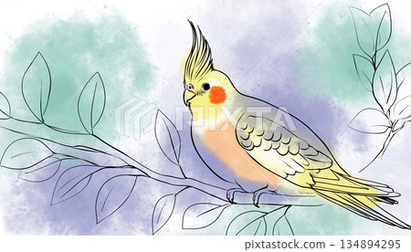 可愛的手持玄鳳鸚鵡 134894295