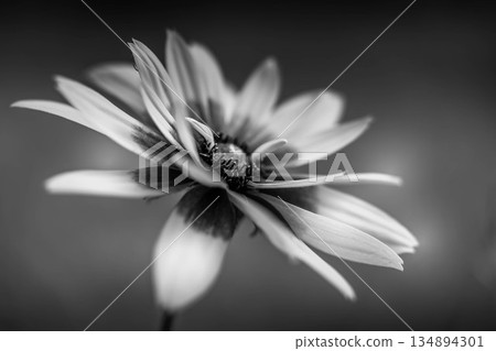 單色世界 - 金光菊花 134894301