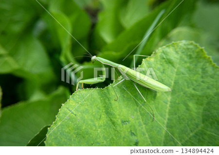 Green praying mantis on a leaf, Okszow, Lubelskie, Poland Green praying mantis on a leaf, Okszow, Lubelskie, Poland 134894424
