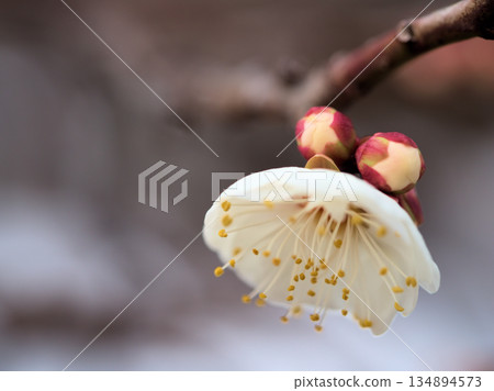 十二月美麗的白色梅花 十二月美麗的白色梅花 134894573
