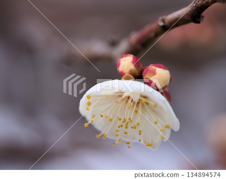十二月美麗的白色梅花 十二月美麗的白色梅花 134894574