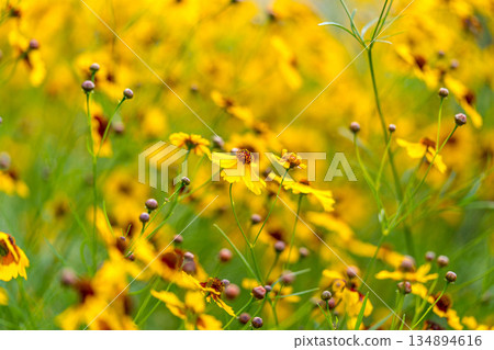 Yellow flower field in midsummer Yellow flower field in midsummer 134894616