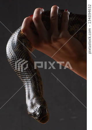 Woman with Red Manicure Holding a Large Dark Snake 134894632