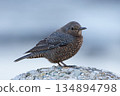 Blue rock thrush standing on a rock 134894798