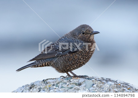 站在岩石上的藍色畫眉 站在岩石上的藍色畫眉 134894798