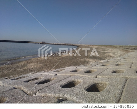 Many winter migratory birds, black-headed gulls, on the coast of Kemigawahama 134895030