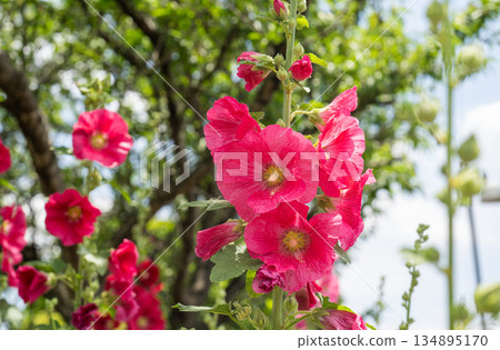 初夏的紅蜀葵花 初夏的紅蜀葵花 134895170