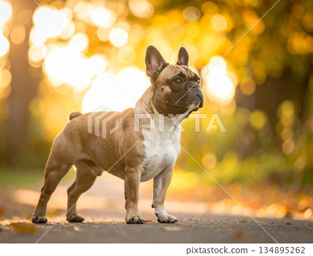 A warm and calming photo of a French bulldog standing in a meadow illuminated by the setting sun. 134895262
