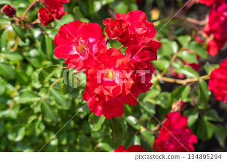 初夏的紅玫瑰 初夏的紅玫瑰 134895294