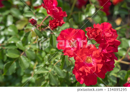 初夏的紅玫瑰 初夏的紅玫瑰 134895295