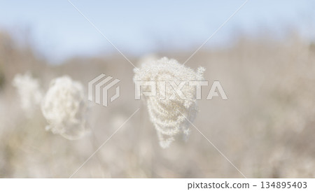 A landscape with withered silver grass 134895403