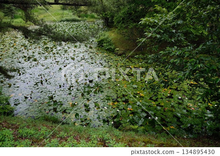 Lily Pad Covered Wetland Peaceful Summer Scene Lily Pad Covered Wetland Peaceful Summer Scene 134895430
