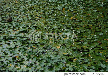 Lily Pads Covering Calm Water Surface 134895466
