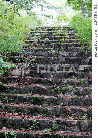 Ancient Stone Wall Covered In Vines 134895481