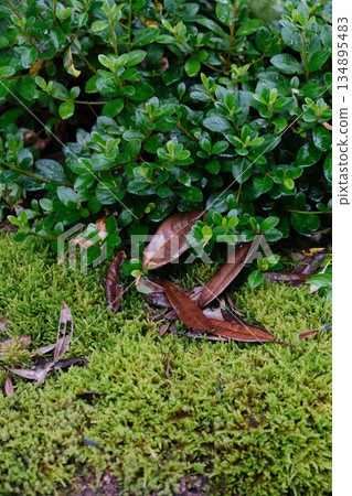 Vibrant Moss and Autumn Leaf Texture 134895483