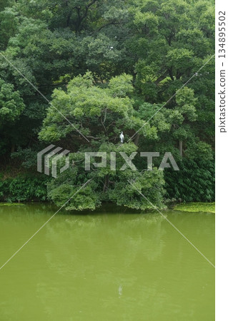 Lush Green Canopy Over Peaceful River 134895502