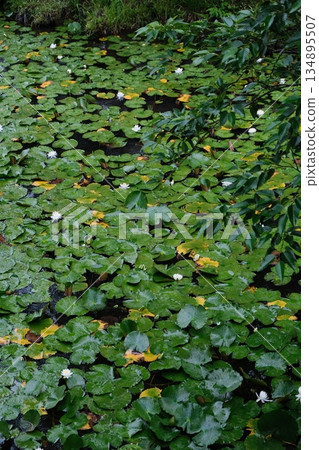 Lush Water Lily Pad Garden Scene Lush Water Lily Pad Garden Scene 134895507
