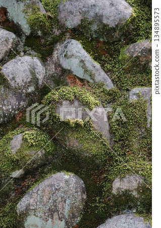 Emerald Moss Covering Weathered Stone Surface Emerald Moss Covering Weathered Stone Surface 134895573