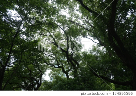 Lush Green Canopy Sunlight Through Branches 134895596