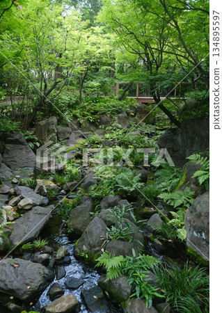 Lush Fern Covered Rocky Waterfall Cascade 134895597