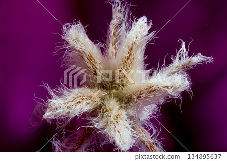 南十字花雄蕊 134895637