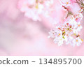 Soft red weeping cherry blossoms 134895700