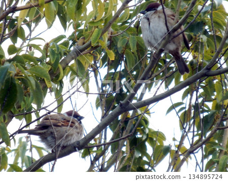 A sparrow resting on a tree A sparrow resting on a tree 134895724