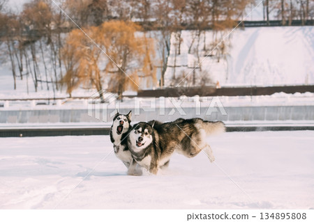 Funny Happy Siberian Husky Dog Outdoor In Snowy Park At Sunny Winter Day. Smiling Dog. Active Dogs Play In Snow. Playful Pet Outdoors At Winter Season 134895808