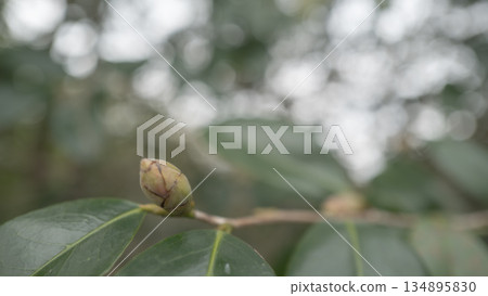 Camellia buds in sunlight filtering through the trees Camellia buds in sunlight filtering through the trees 134895830