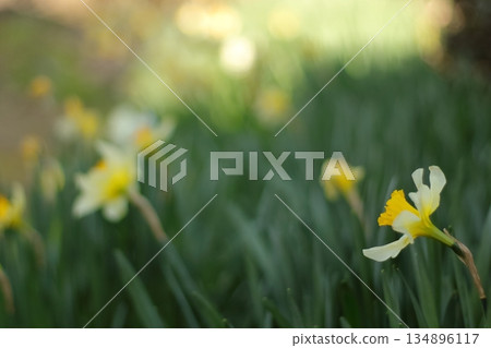 Daffodils bathing in spring light Daffodils bathing in spring light 134896117