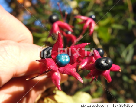 Rabbit fruit Rabbit fruit 134896190