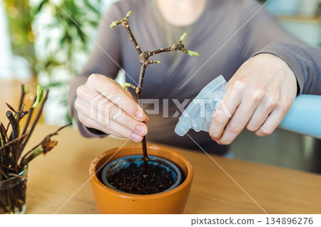 rooting cuttings of fruit trees rooting cuttings of fruit trees 134896276