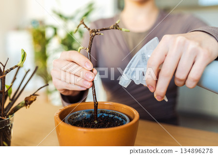 rooting cuttings of fruit trees rooting cuttings of fruit trees 134896278