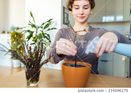 rooting cuttings of fruit trees rooting cuttings of fruit trees 134896279