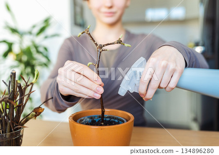 rooting cuttings of fruit trees 134896280