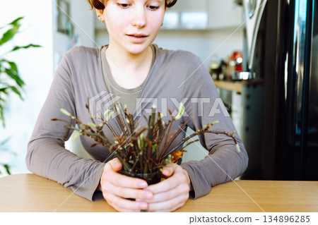 rooting cuttings of fruit trees rooting cuttings of fruit trees 134896285