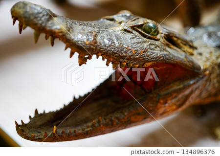 鱷魚頭，尖銳的牙齒，野性的力量，逼真的紋理，掠食者 134896376