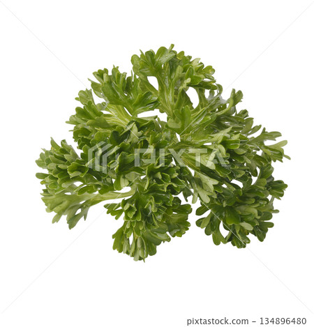 Curly Parsley is a leafy herb that grows like a small shrub isolated on a white background Curly Parsley is a leafy herb that grows like a small shrub isolated on a white background 134896480