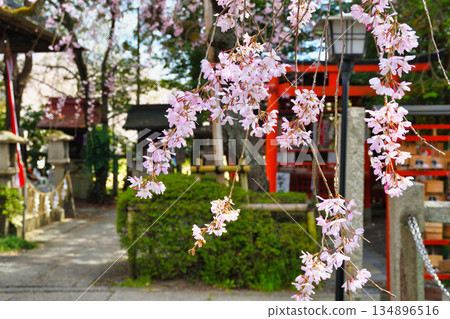 Beautiful weeping cherry blossoms at Suika Tenmangu Shrine in Kyoto (Kamigyo Ward, Kyoto City, Kyoto Prefecture) 134896516