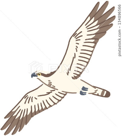 Illustration of a flying osprey 134896566