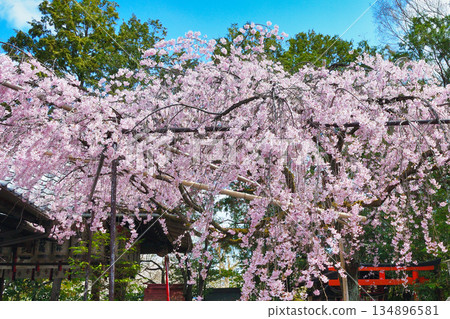京都吹花天滿宮(京都府京都市上京區)美麗的垂枝櫻花 京都吹花天滿宮(京都府京都市上京區)美麗的垂枝櫻花 134896581