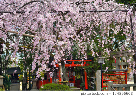 京都吹花天滿宮(京都府京都市上京區)美麗的垂枝櫻花 京都吹花天滿宮(京都府京都市上京區)美麗的垂枝櫻花 134896608