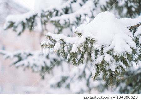 Snow-covered spruce branch with soft blurred background 134896628