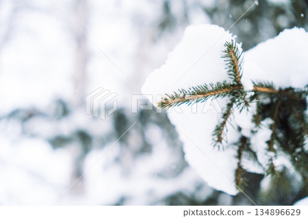 Snow on spruce branch tip with minimal winter background 134896629
