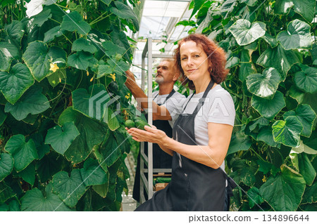 Woman plants greenhouse, Smiling woman harvests cucumbers inside greenhouse environment, Serene greenhouse scene showing woman smiling while harvesting cucumbers among thriving plant rows Woman plants greenhouse, Smiling woman harvests cucumbers inside greenhouse environment, Serene greenhouse scene showing woman smiling while harvesting cucumbers among thriving plant rows 134896644
