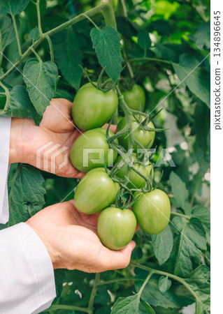 Caucasian hands holding green tomatoes on vine, closeup inspection of cluster texture and calyx for ripeness, showing careful handling and botanical detail in controlled greenhouse environment Caucasian hands holding green tomatoes on vine, closeup inspection of cluster texture and calyx for ripeness, showing careful handling and botanical detail in controlled greenhouse environment 134896645