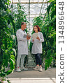 Agricultural experts monitor plant development in greenhouse environment, Scientists systematically evaluate tomato plant health amid controlled lighting and sensor technology in greenhouse steps 134896648