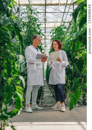 Agricultural experts monitor plant development in greenhouse environment, Scientists systematically evaluate tomato plant health amid controlled lighting and sensor technology in greenhouse steps 134896648